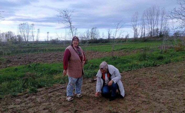 Babaeski’de sera ve sarımsak üretim alanlarında üretim şartları kontrol edildi