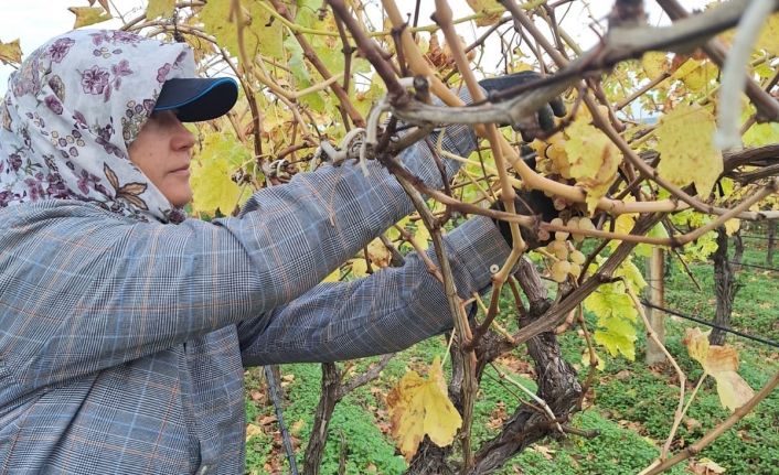 Bağda kalan üzümler ev ekonomisine can suyu oluyor