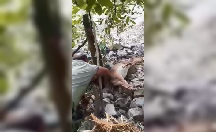 Bahçede uyuyakalan yaban keçisini "Kalk kızım" diyerek uyandırdı