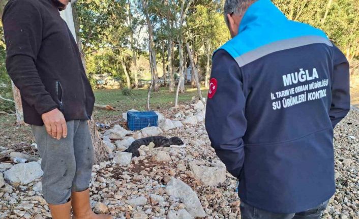 Balıkçıların kurtardığı yavru Akdeniz Foku yetkililere teslim edildi