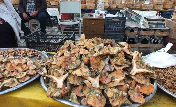 Balıkesir’de yağmur yağdı, mantar fışkırdı