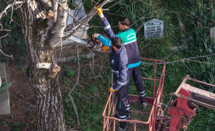 Başiskele’de budanan ağaç dalları ihtiyaç sahiplerine yakacak oluyor
