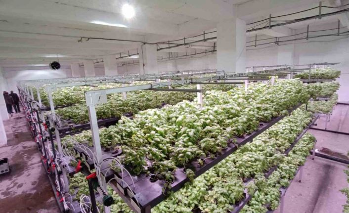 Batman’a eksi birinci katta 30 milyonluk "dikey tarım" yatırımı