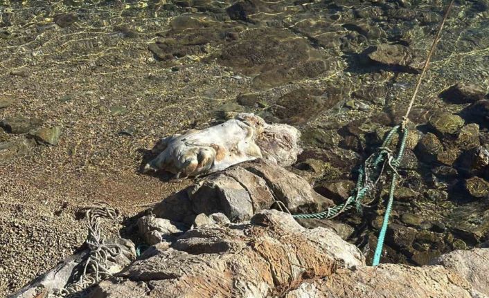 Bodrum sahiline vuran caretta caretta vinçle kaldırıldı