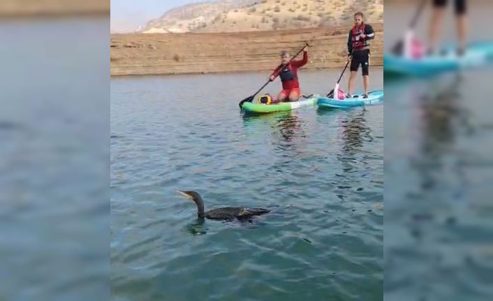 Botan Vadisi’nde yaralı bulunan karabatağı kurtarma çabası yetersiz kaldı