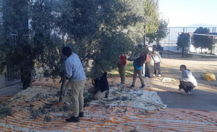 Bozdoğan’da öğrenciler zeytin hasadı yaptı