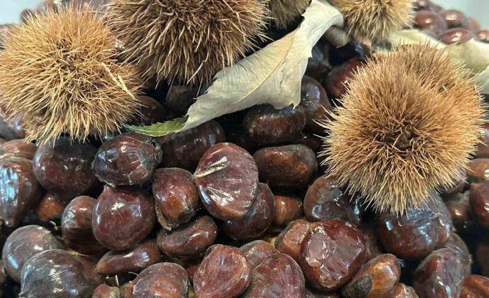 Bursa kestanesinin geleceği konuşuldu