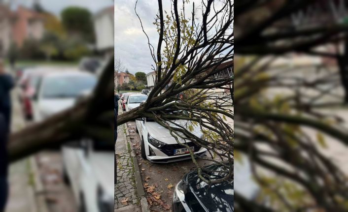 Bursa’da devrilen ağaç korku dolu anlar yaşattı