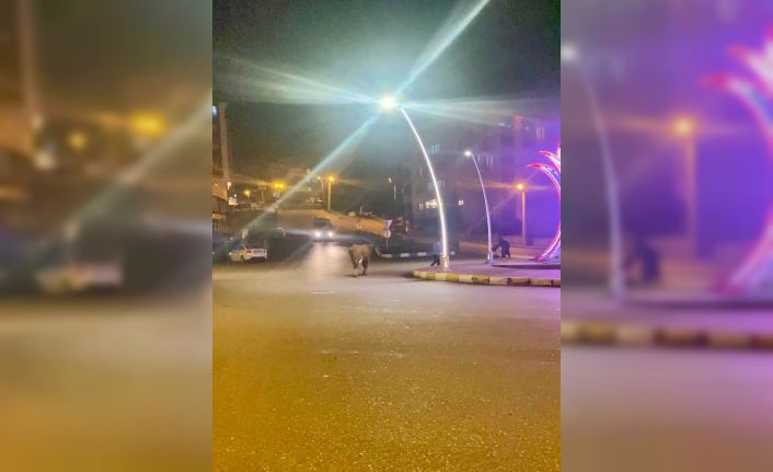 Caddede ilerleyen büyükbaş hayvanlar kamerada