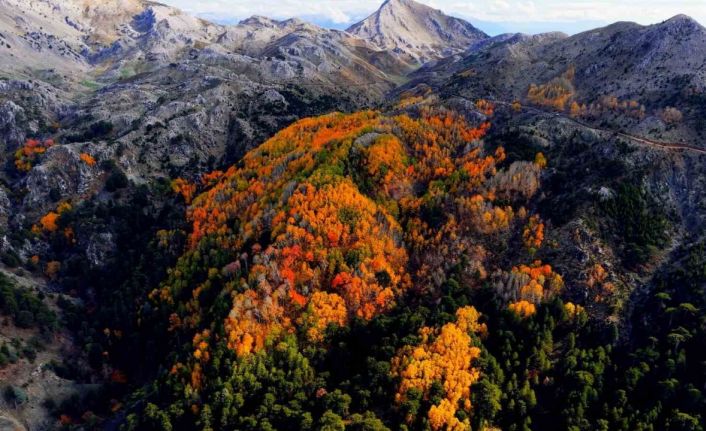 Çameli’nin titrek kavak ormanları bulutların arasında görsel şölen sunuyor