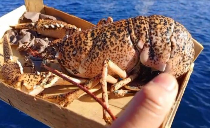 Çanakkale’de 525 kilo balığa el konuldu