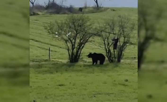 Çanakkale’de köy yoluna inen ayı cep telefonu kamerasına yansıdı