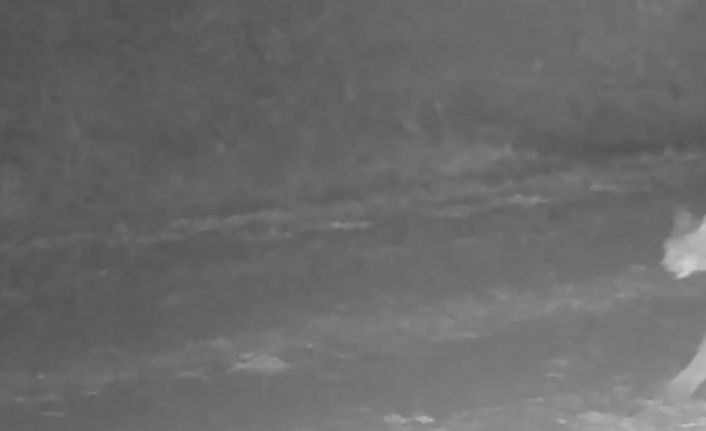 Çankırı’da vaşak görüntülendi