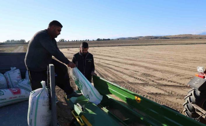 Çukurova’da buğday ekimi başladı
