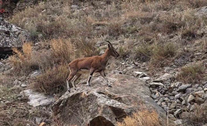 Dağ keçileri karayolu kenarına indi, görenler cep telefonlarına sarıldı