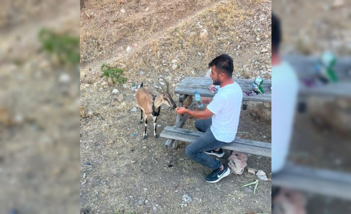 Dağ keçisini elleriyle besledi
