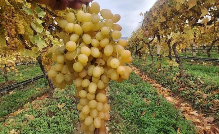 Dalında üzümler 5 aydır tazeliğini koruyor