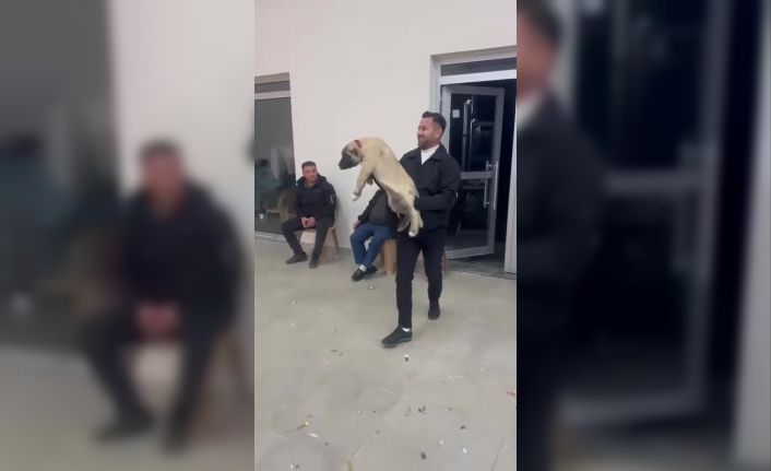 Damadın arkadaşı düğün hediyesi olarak 100 bin liralık köpek hediye etti
