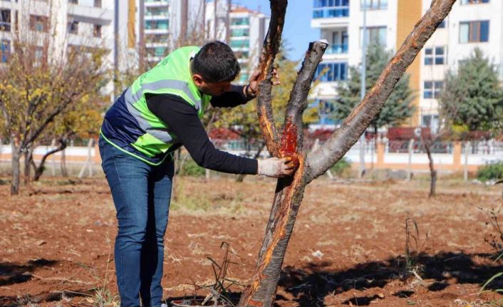 DBB özel yöntemlerle ağaçları tedavi ediyor