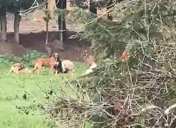 Derince’de başıboş köpek tepkisi: "30’a yakın köpek bir arada dolaşıyor"