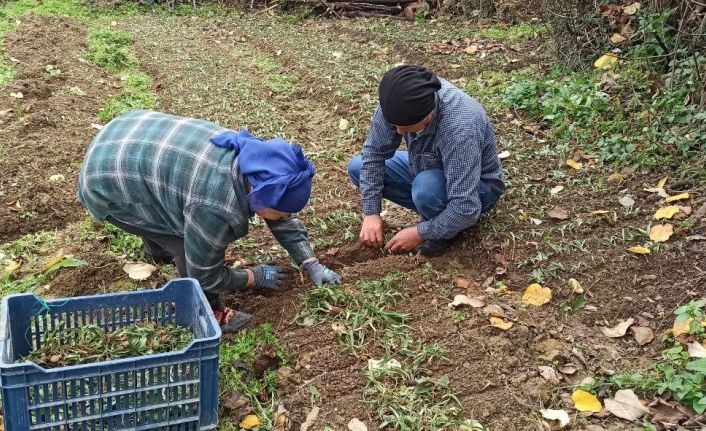 Devrek’te salep fidelerinin dikimine başlandı