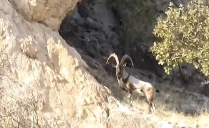 Diyarbakır’da koruma altındaki dağ keçileri görüntülendi