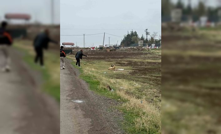 Diyarbakır’da sokak hayvanlarına kuduz aşısı uygulandı