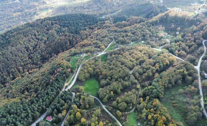 Düzce ormanlarında "renk cümbüşü" yaşanıyor
