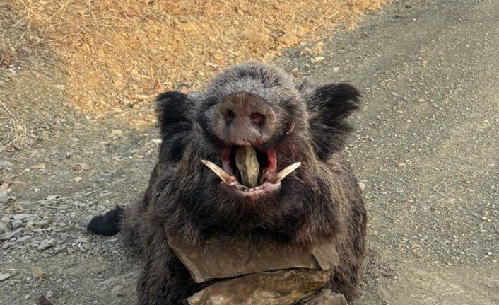 Elazığ’da avcılar 200 kiloluk domuz avladı