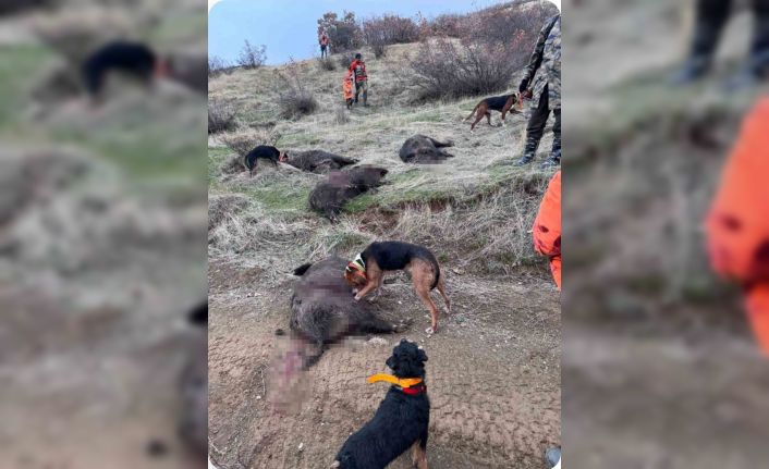 Elazığ’da avcılar sürü halinde domuz avladı