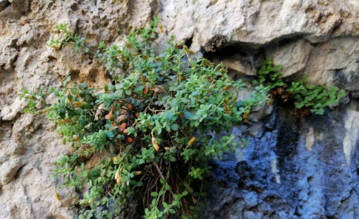Endemik Malatya kantaronu, kimyasal olarak sarı kantarondan daha zengin çıktı