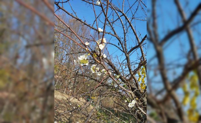Erik ağacı Aralık ayında çiçek açtı