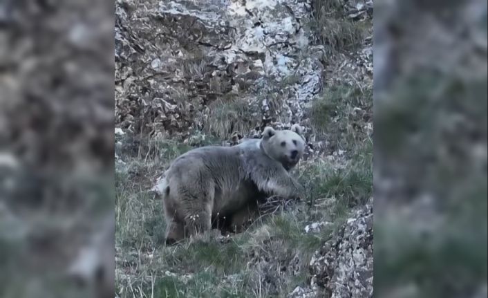Erzincan’da kış uykusuna hazırlanan iki ayı görüntülendi
