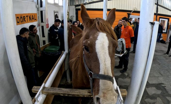 Eskişehir’de ’Kısraklarda Suni Tohumlama Eğitimi’ başarıyla tamamlandı
