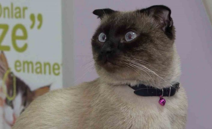 Evcil hayvan sahiplerine "mikroçip" uyarısı: Son gün 31 Aralık, taktırmayana ceza