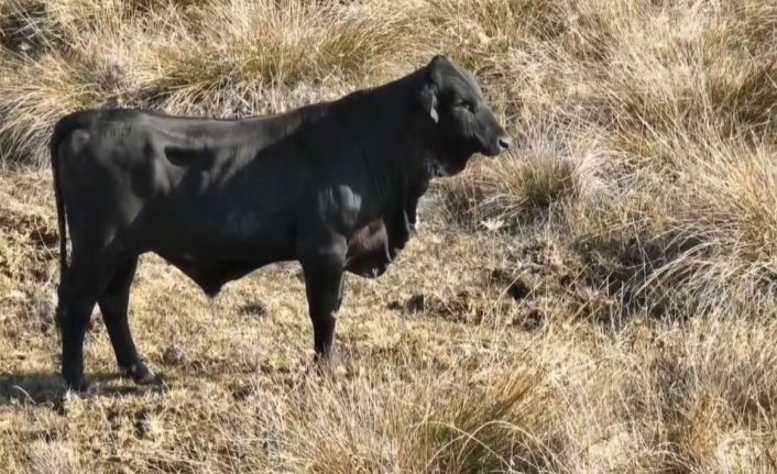 Firari angusu drone ile görüntüledi