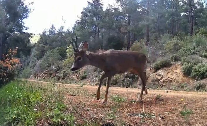 Ganos Dağları’nda fotokapan iki karacayı görüntüledi