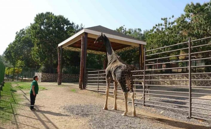 Gaziantep Doğal Yaşam Parkı’nın maskotu zürafa öldü