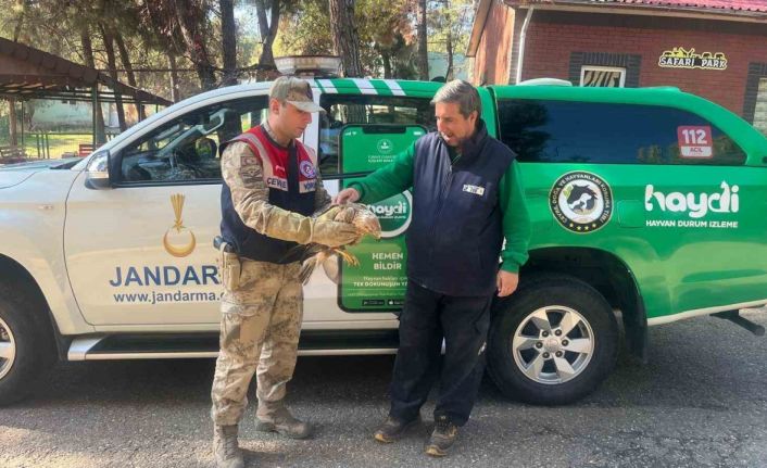 Gaziantep’te yaralı halde bulunan kartal, tedavi altına alındı