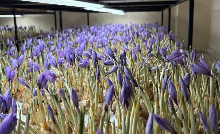 Genç yaşta mesleğini bıraktı, 50 metrekare odada gramı 600 liralık safran üretmeye başladı
