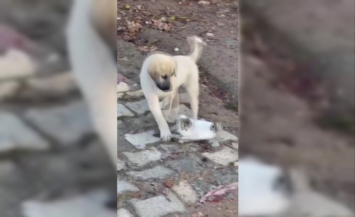 Gercüş’te yavru kedi ile yavru köpeğin sevimli kavgası kamerada