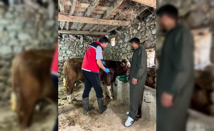 Giresun’da 450 binden fazla hayvan aşılandı