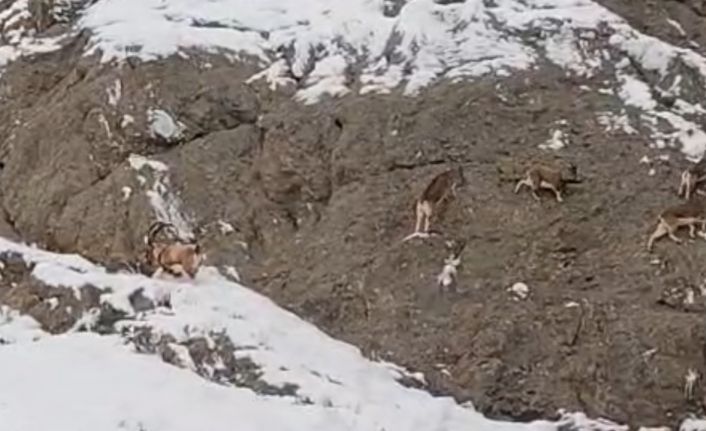 Güzeldere’nin karla kaplı yamaçlarda dağ keçileri görüntülendi