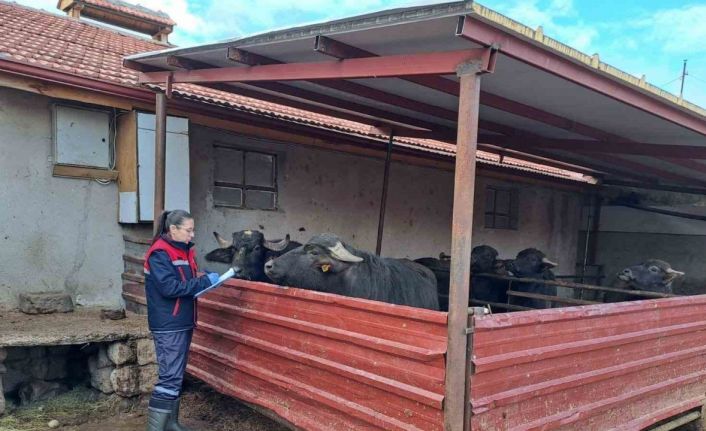 ’Halk Elinde Anadolu Mandasının Islahı Projesi’ devam ediyor