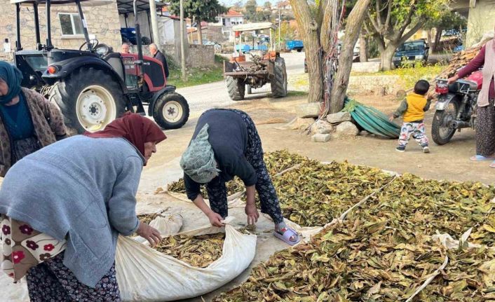 Hasadı tamalanan tütünler satış için hazırlanıyor