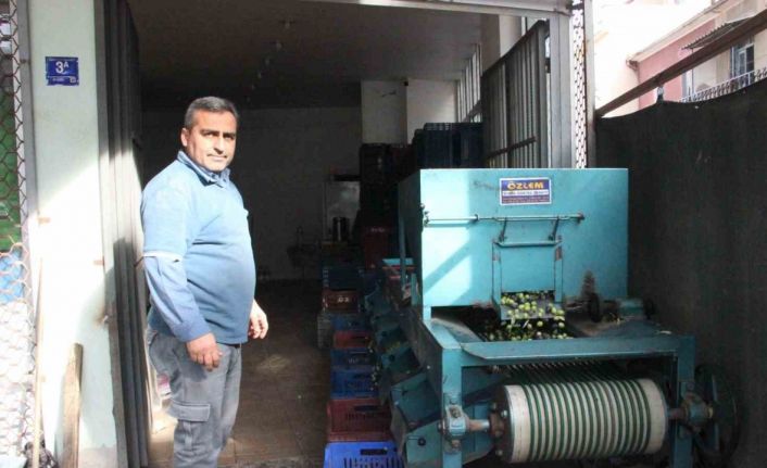 Hasat edilen zeytinler boyuna göre ayrılıyor, fiyatı kaliteyle şekilleniyor