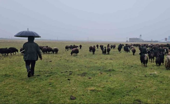 Hasköy’de sıcaklığın mevsim normalleri üzerinde olması besicileri sevindirdi