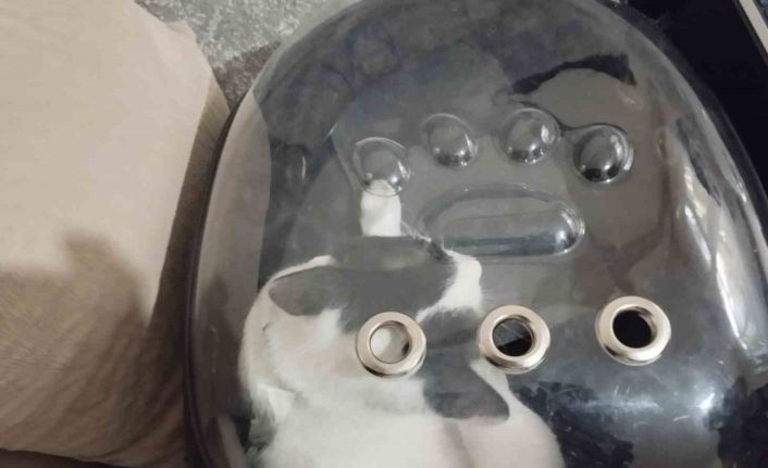 Havalandırma boşluğuna düşen kediyi itfaiye kurtardı