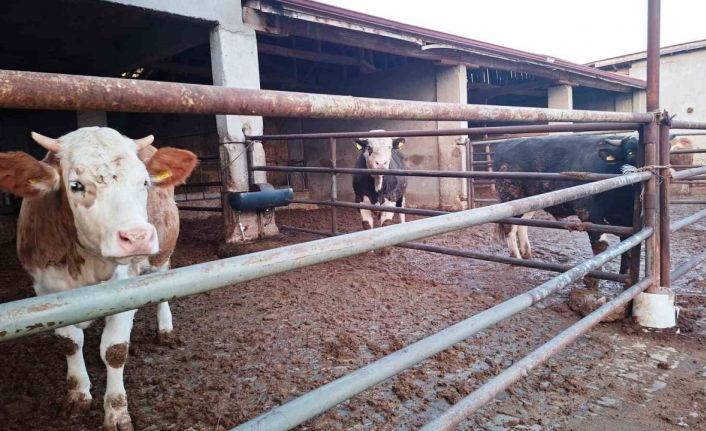 Hisarcık ilçesinde şap karantinası yeniden başladı