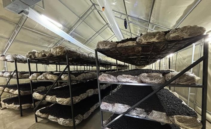 İlçenin ekonomisine yeni soluk